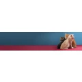 Logo Websky, Silke Dr.med.vet.