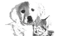 Logo Dr.med.vet. Wolf Kaser Praktischer Tierarzt