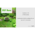 DSF Rose Krefeld
