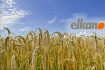 Logo Elkan GmbH Ratingen