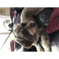 Elke Domidian Hundesalon Bad Kreuznach