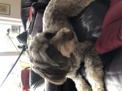 Elke Domidian Hundesalon Bad Kreuznach