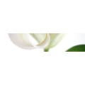 Logo Gr&auml;f, Ellen