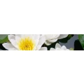 Logo Engel Bernhild Dipl.-Psych. Psychologische Psychotherapeutin