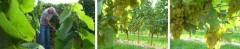 Logo Engelbert Antweiler Weingut