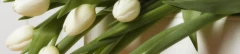 Logo Ernst Ludwig V&ouml;lkel Blumen und Gartenbau