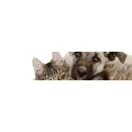 Logo Familie Stoppel