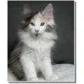 Felis Et Anima | Katzenpsychologie - Katzensitting - Tiersitting Gilching