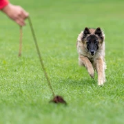 Fellgeflüster - Hundeschule und Verhaltentherapie Aachen