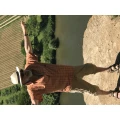Felsengartenkellerei Hessigheim