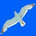 Logo Ferienhaus-Bretagne-Tipp