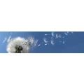 Logo Ferienwohnung Pusteblume