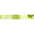 Logo Fiedler Irene Dipl.Ing. Freie Landschaftsarchitektin