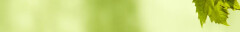 Logo Fiedler Irene Dipl.Ing. Freie Landschaftsarchitektin