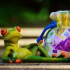 Logo Finanz Frosch
