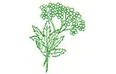 Logo Flora-Apotheke