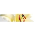 Logo Blumen Schirling GmbH Inh.