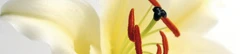 Logo Floralwerkstatt Sandra Lange