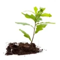 Logo Forstwirt Gartenbau Sp&uuml;rkel GmbH