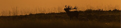 Logo Foto Büscher