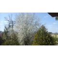 Wildkirschbaum