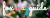 Logo Foxmayguide Fotografie
