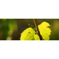 Logo Frankenwein Depot