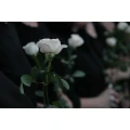 Franz Frank BeerdigungsInst. Heppenheim