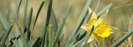 Logo Franz-Josef Brüls Blumengeschäft
