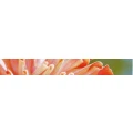 Logo Walser, Franz