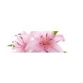 Logo Friseurstube Liane Orth
