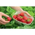 Funck Erdbeeren Denkendorf, Oberbayern