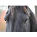 Logo G & K HorseDream GmbH