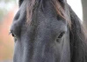 Logo G & K HorseDream GmbH