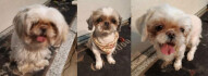 Logo Gabys-Hundesalon
