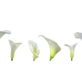 Logo Moser, Anneliese