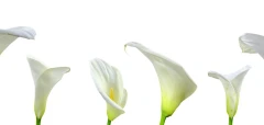 Logo Moser, Anneliese