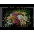 G&auml;rtnerei Schwittmann Berlin