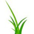 Logo Gärtnermeister Hesse GmbH Gartenbau und Landschaftsbau