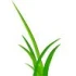 Logo G&auml;rtnermeister Hesse GmbH Gartenbau und Landschaftsbau