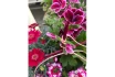 Logo Garten & Floristik Prifling