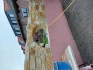 Logo Gartenbau Genial