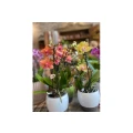 Gartenbau Otto & S&ouml;hne GbR Mittweida