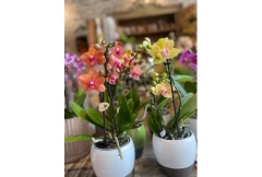 Gartenbau Otto & S&ouml;hne GbR Mittweida