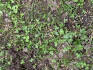 Logo Gartenbau Schlüter