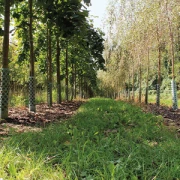 Gartenbau und Baumschule Tangermünde
