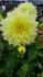 Logo Gartenbau Wallenhorst
