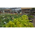 Gartencenter Selbach Leverkusen