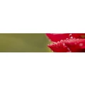 Logo Johannes Berberich