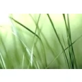 Gartengestaltung Scholz Grafschaft